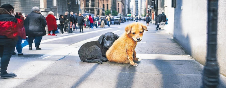 Sokak Hayvanlarının Uyutulması: Gerçekler, Tartışmalar ve Alternatifler