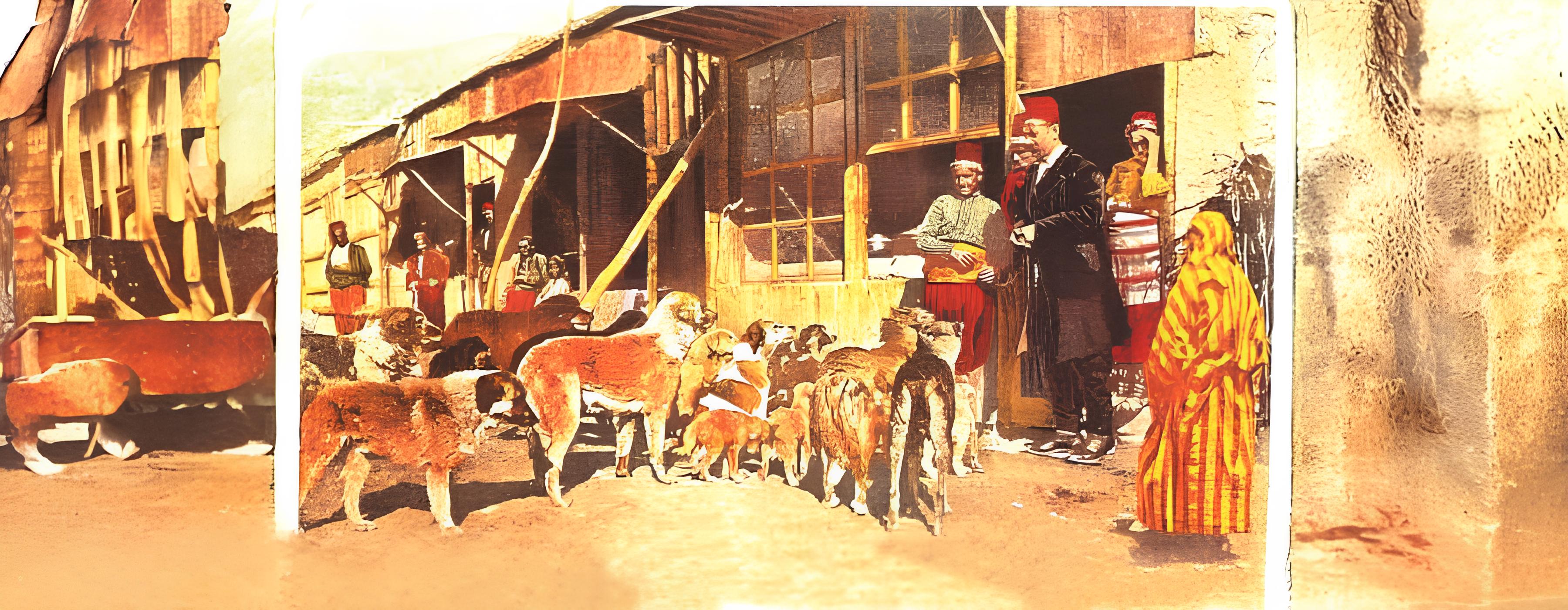 Osmanlı İmparatorluğu Döneminde Sokak Hayvanları: Bir Zamanlar Evcil Dostlarımızın Serüveni