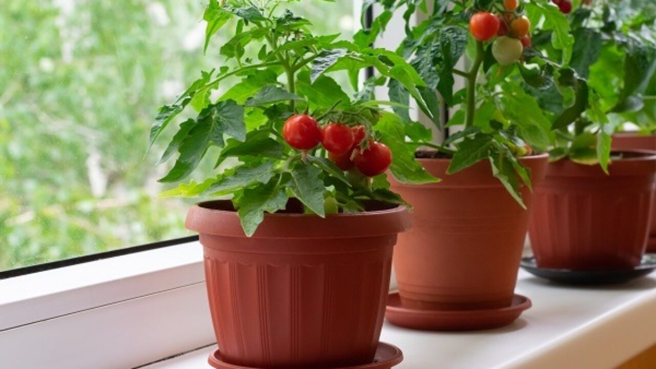 Evde Domates Nasıl Yetiştirilir